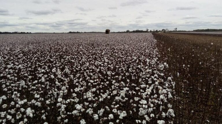 Comienza en el Chaco la siembra de sorgo y algodón con expectativas