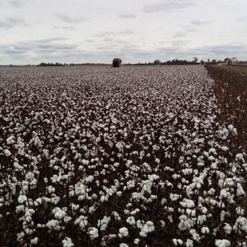 Comienza en el Chaco la siembra de sorgo y algodón con expectativas